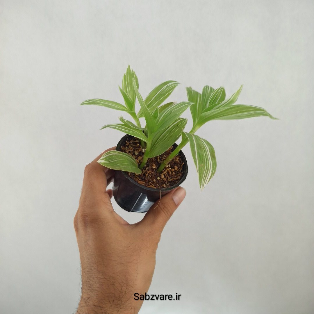 برگ بیدی ابلق (H24915) - Image 3