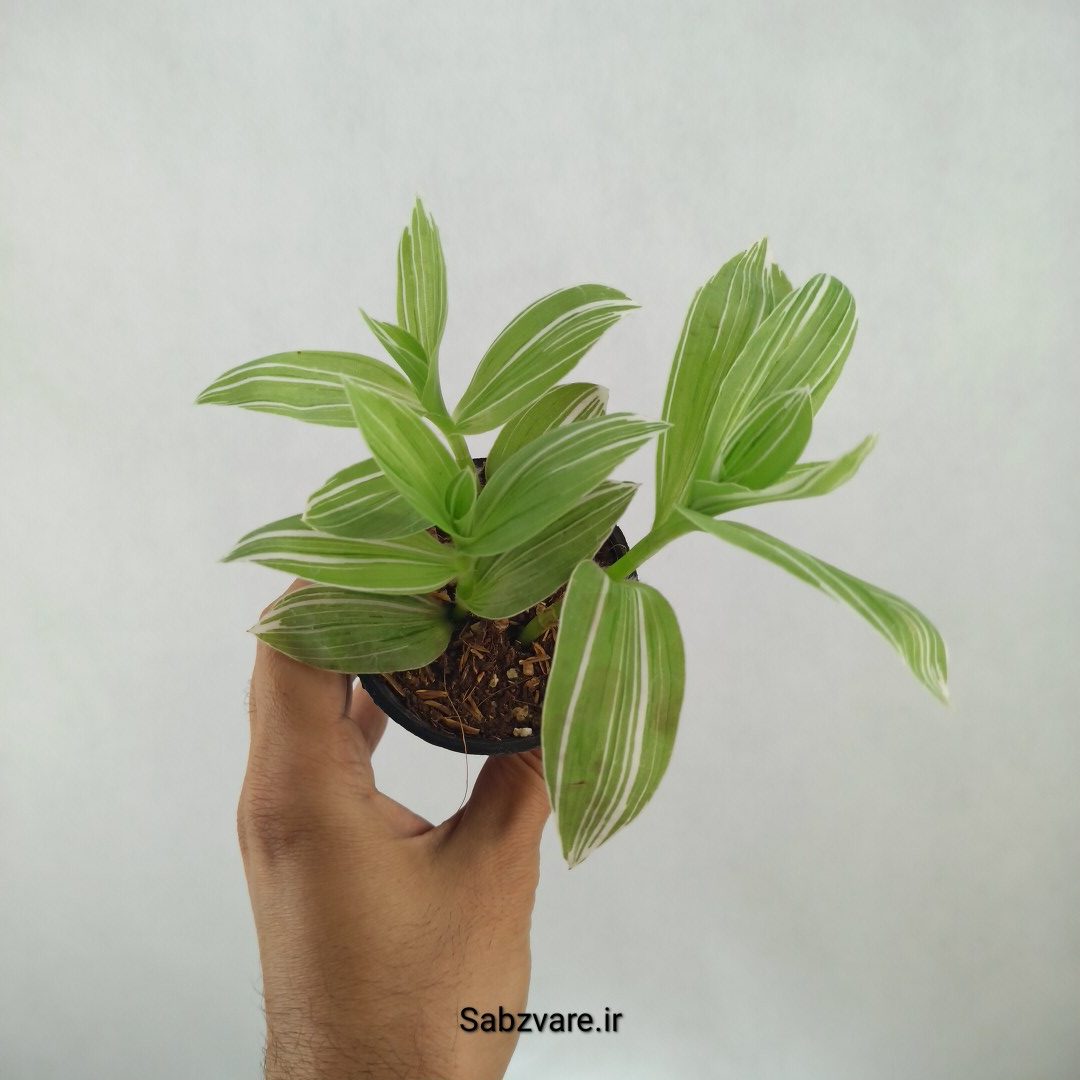 برگ بیدی ابلق (H24915)