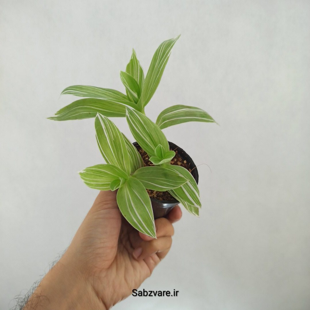 برگ بیدی ابلق (H24915) - Image 2