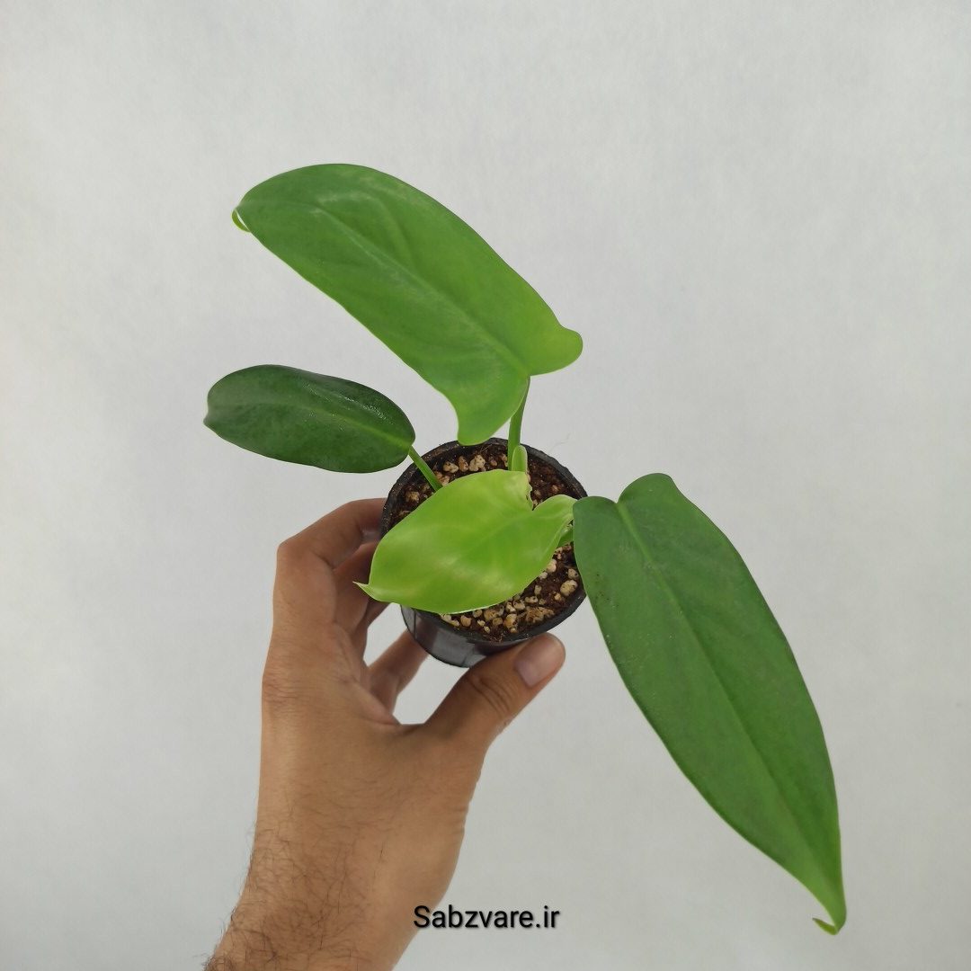 فیلودندرون برگ ویولونی (H24912)