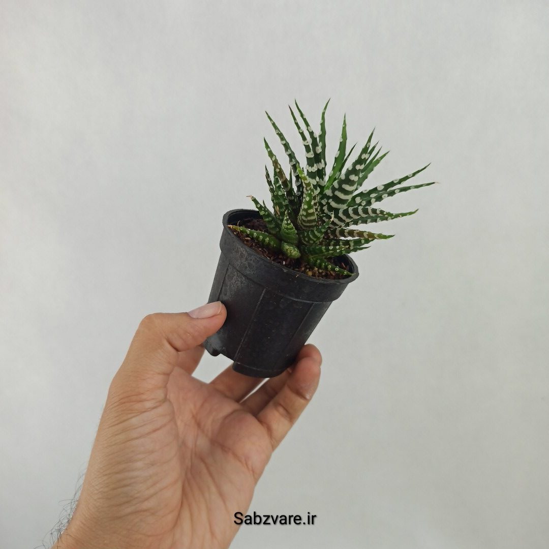 هاورتیا آلبینو (H24908) - Image 2