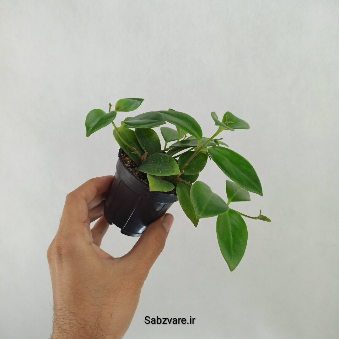آشیانتوس رژ لبی سبز (H24907) - Image 2