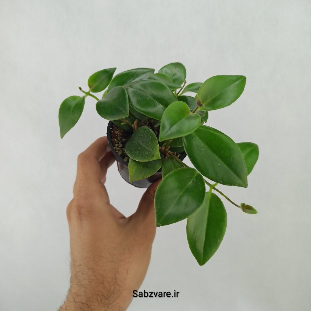 آشیانتوس رژ لبی سبز (H24907)