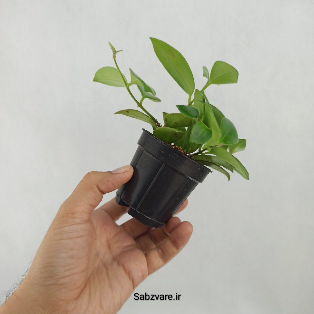 آشیانتوس رژ لبی سبز (H24907) - Image 3
