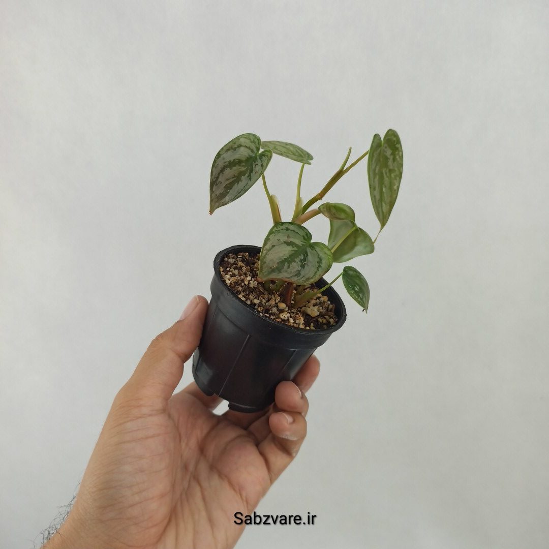 فیلودندرون برندتیانوم (H24906) - Image 2