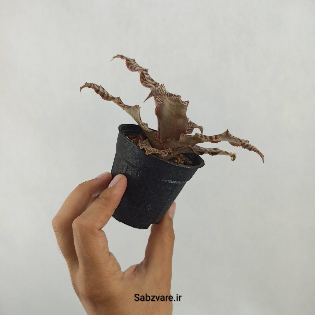 کریپتانتوس فوستریانوس (H24905) - Image 3