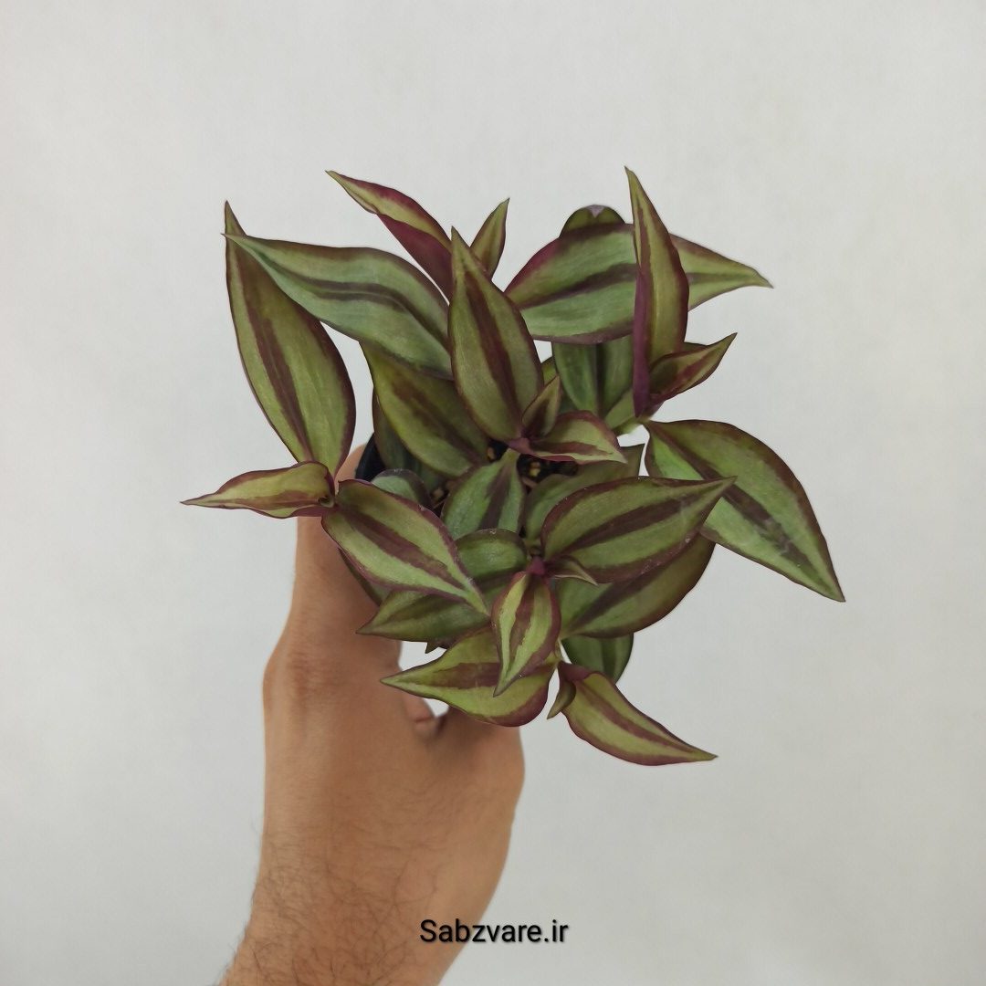 برگ بیدی زبرینا (G24902)