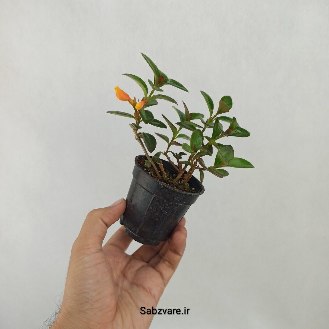 نماتانتوس یا گلدفیش (G24895) - Image 2