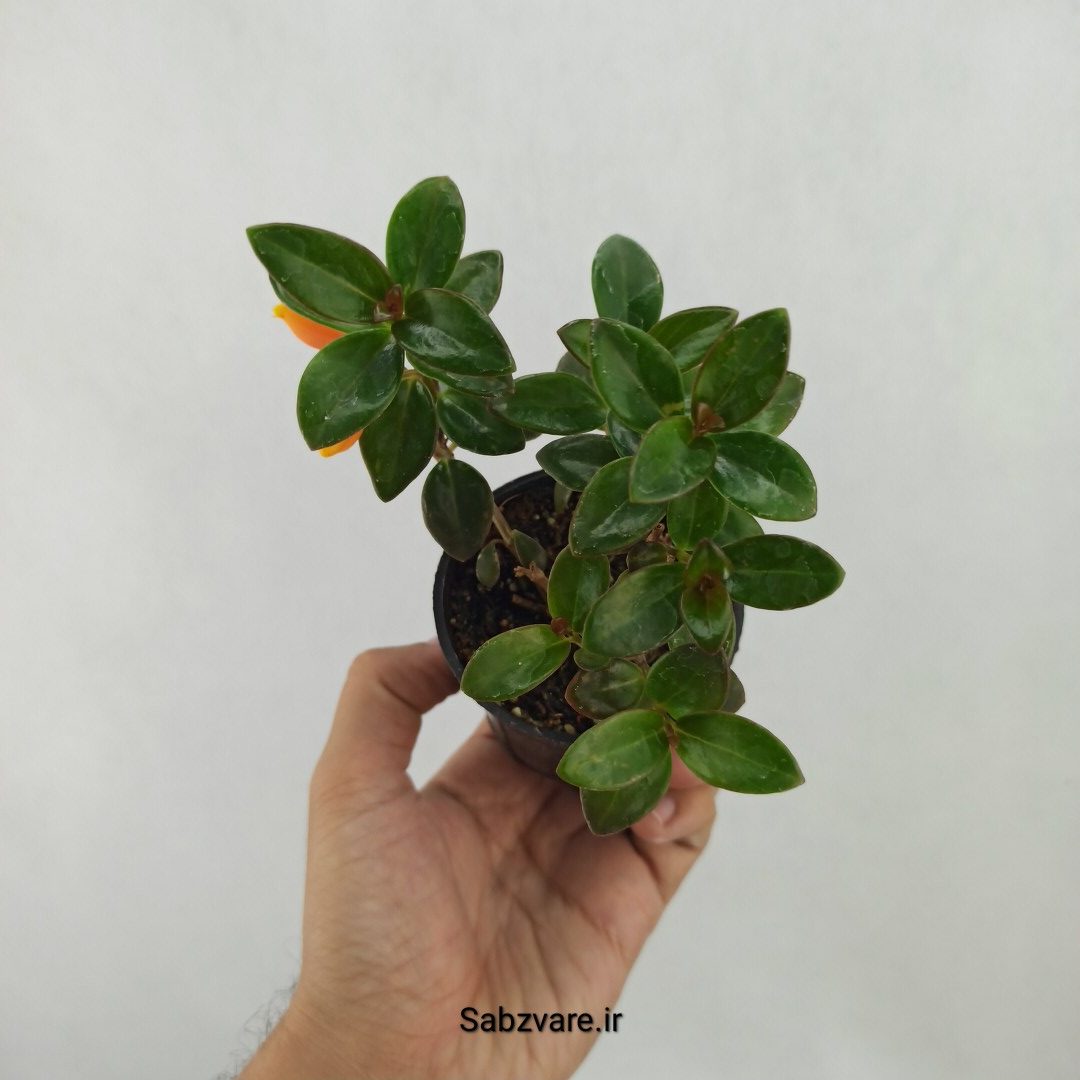 نماتانتوس یا گلدفیش (G24895)