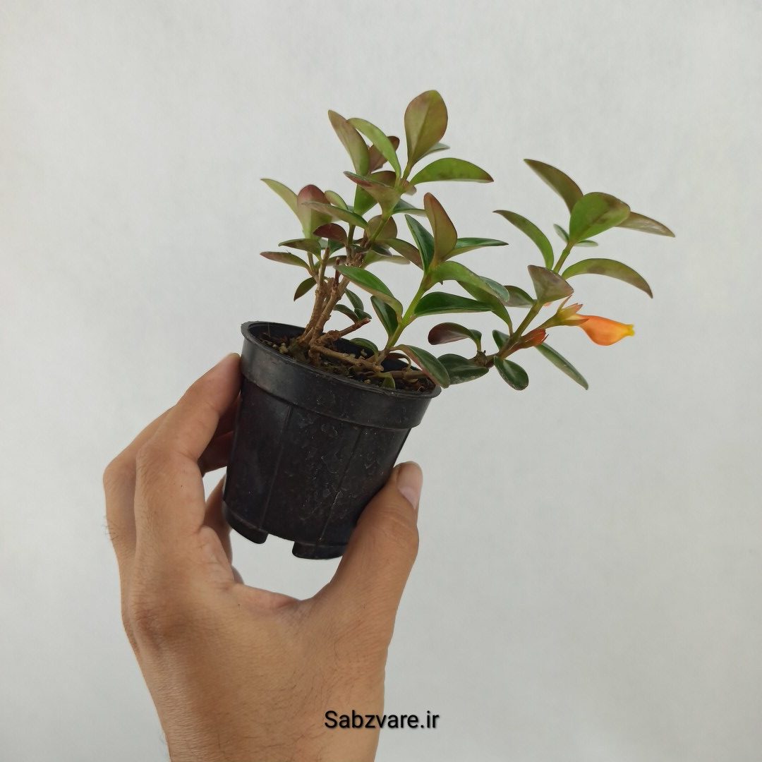 نماتانتوس یا گلدفیش (G24895) - Image 3