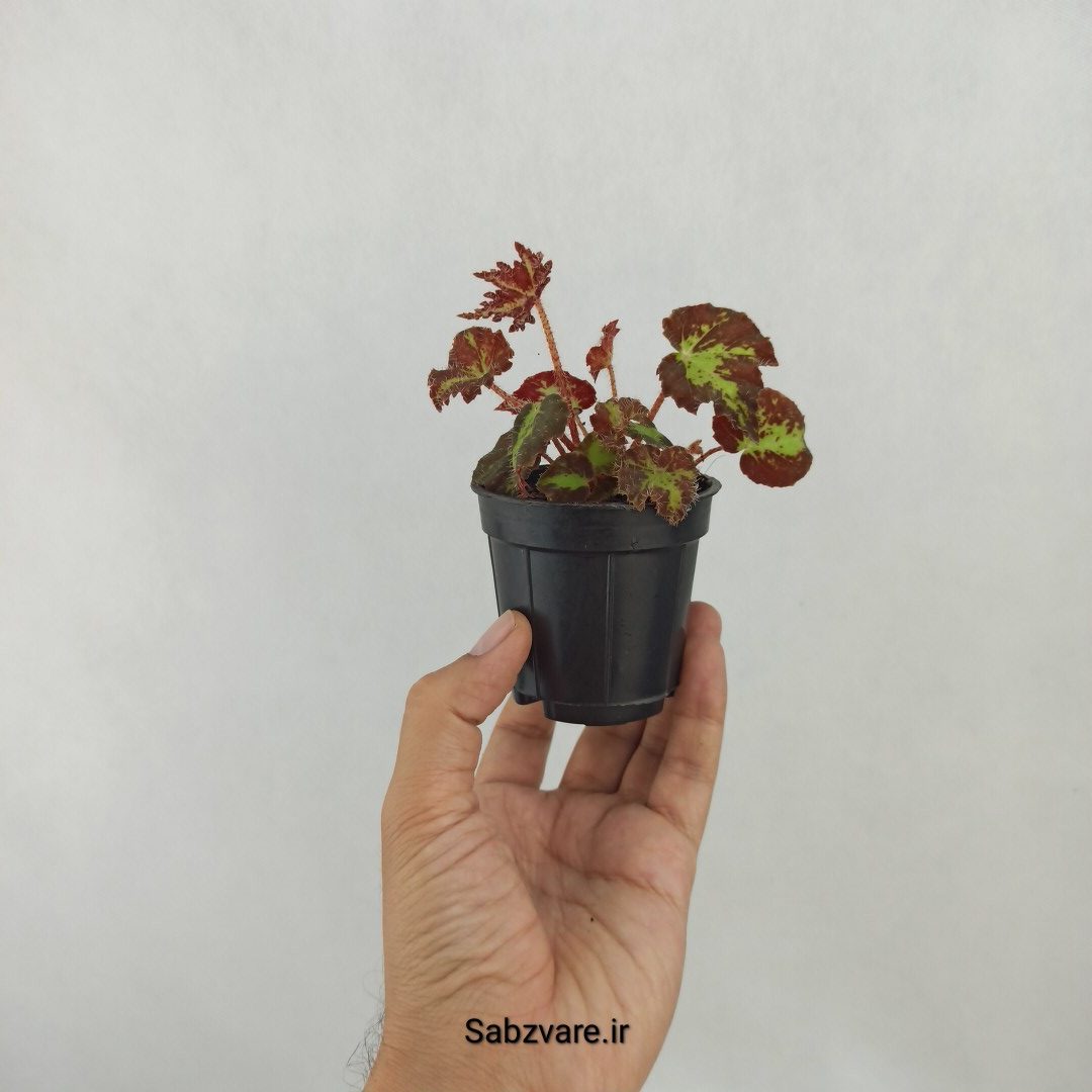 بگونیا برگ چناری (G24893) - Image 3