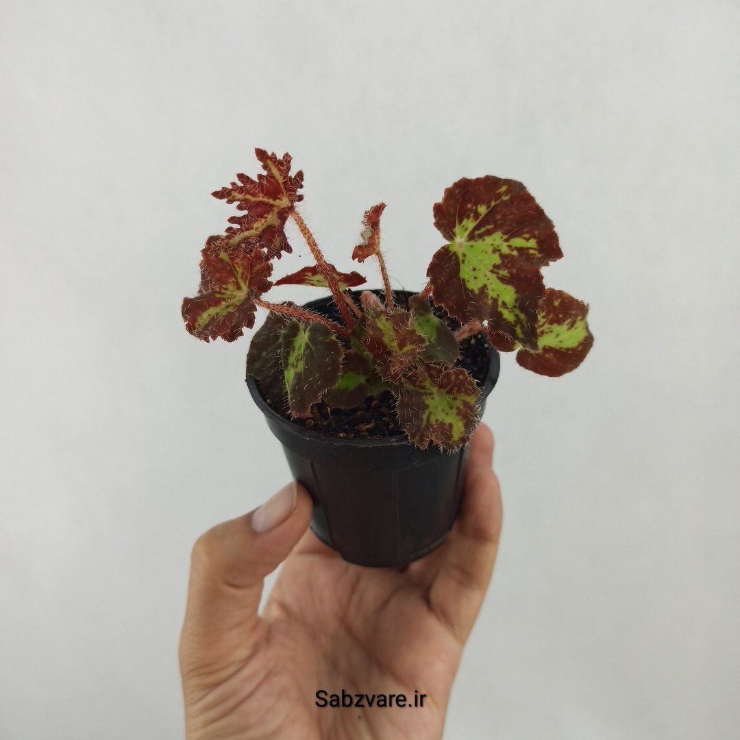 بگونیا برگ چناری (G24893)