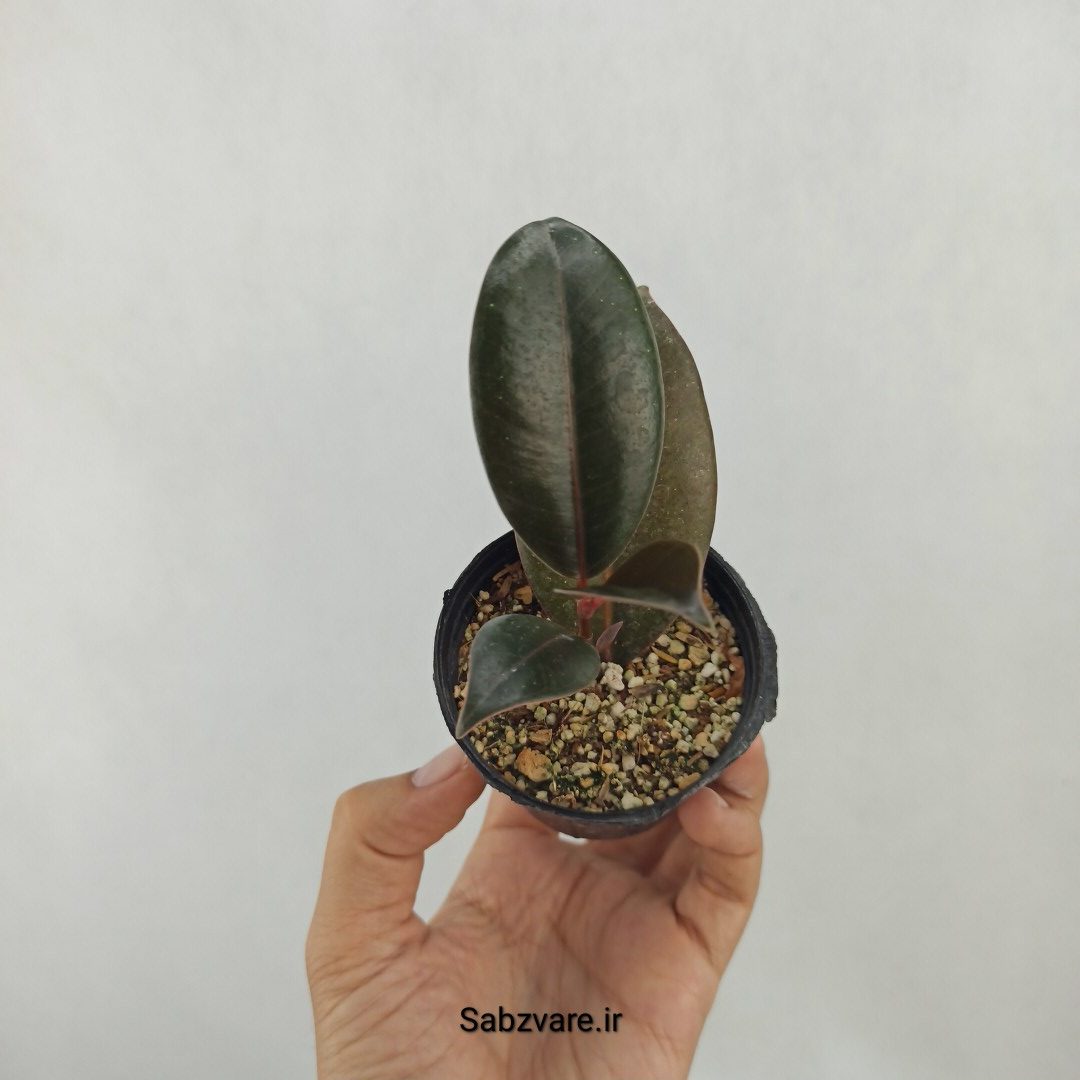 فیکوس سوپر بلک (G24888)
