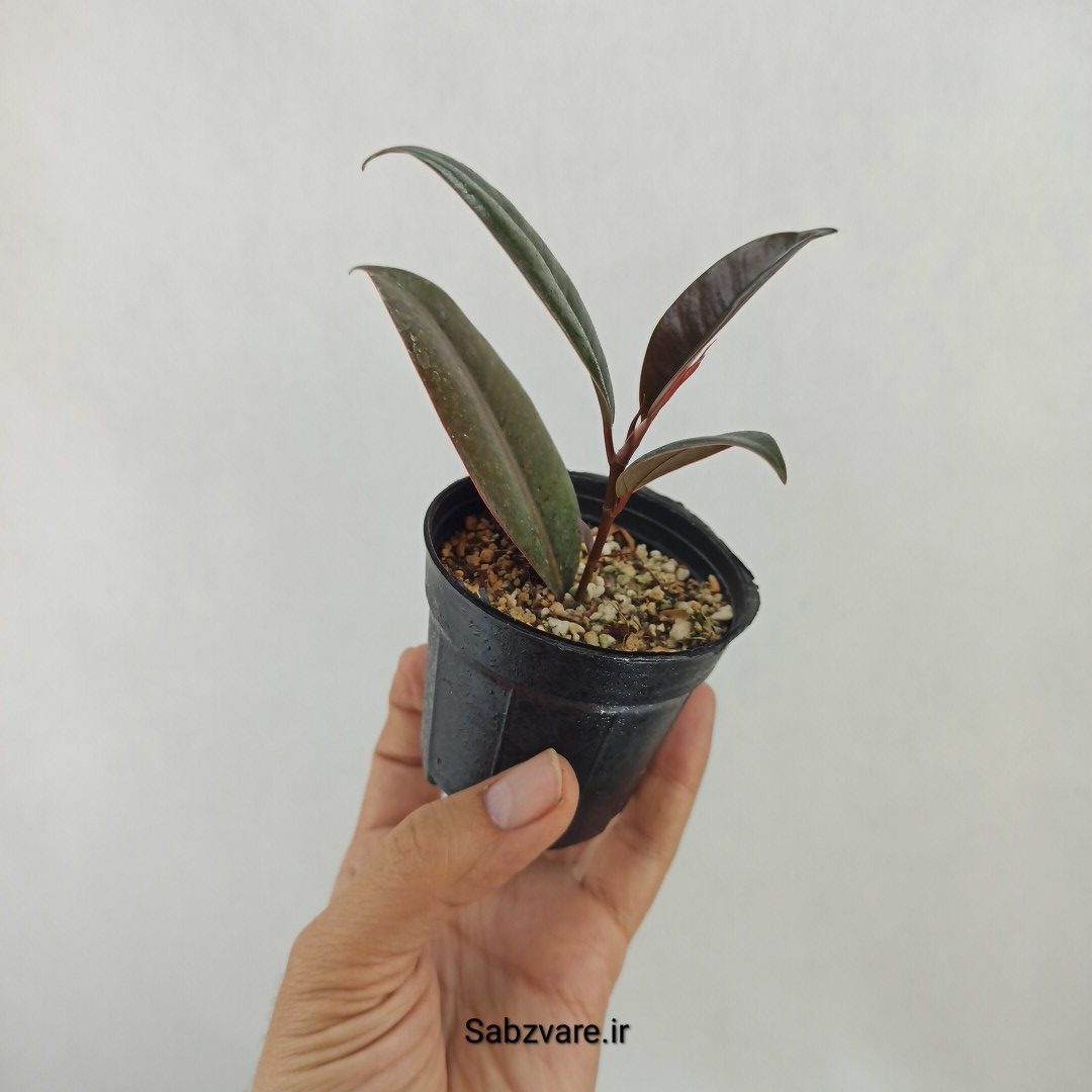 فیکوس سوپر بلک (G24888) - Image 3