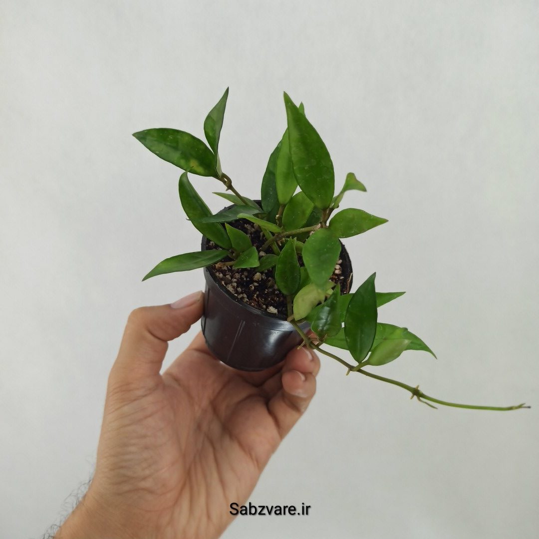 هویا لاکونزا (G24887)