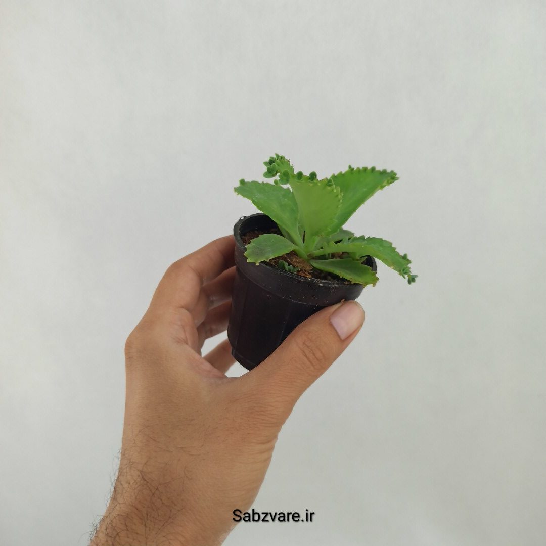 اشک تمساح (G24883) - Image 3