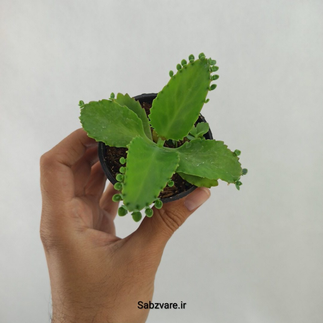 اشک تمساح (G24883)