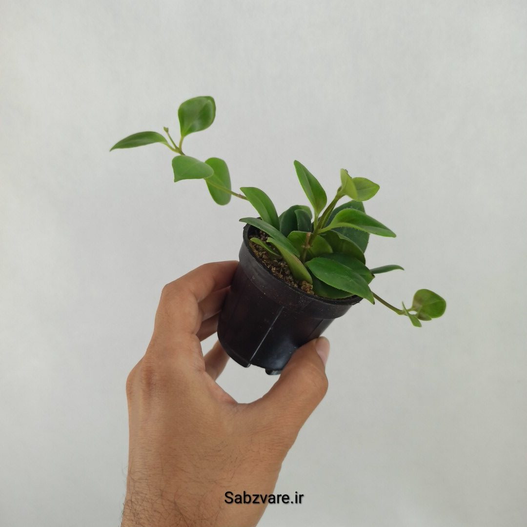 آشیانتوس رژ لبی سبز (G24882) - Image 3