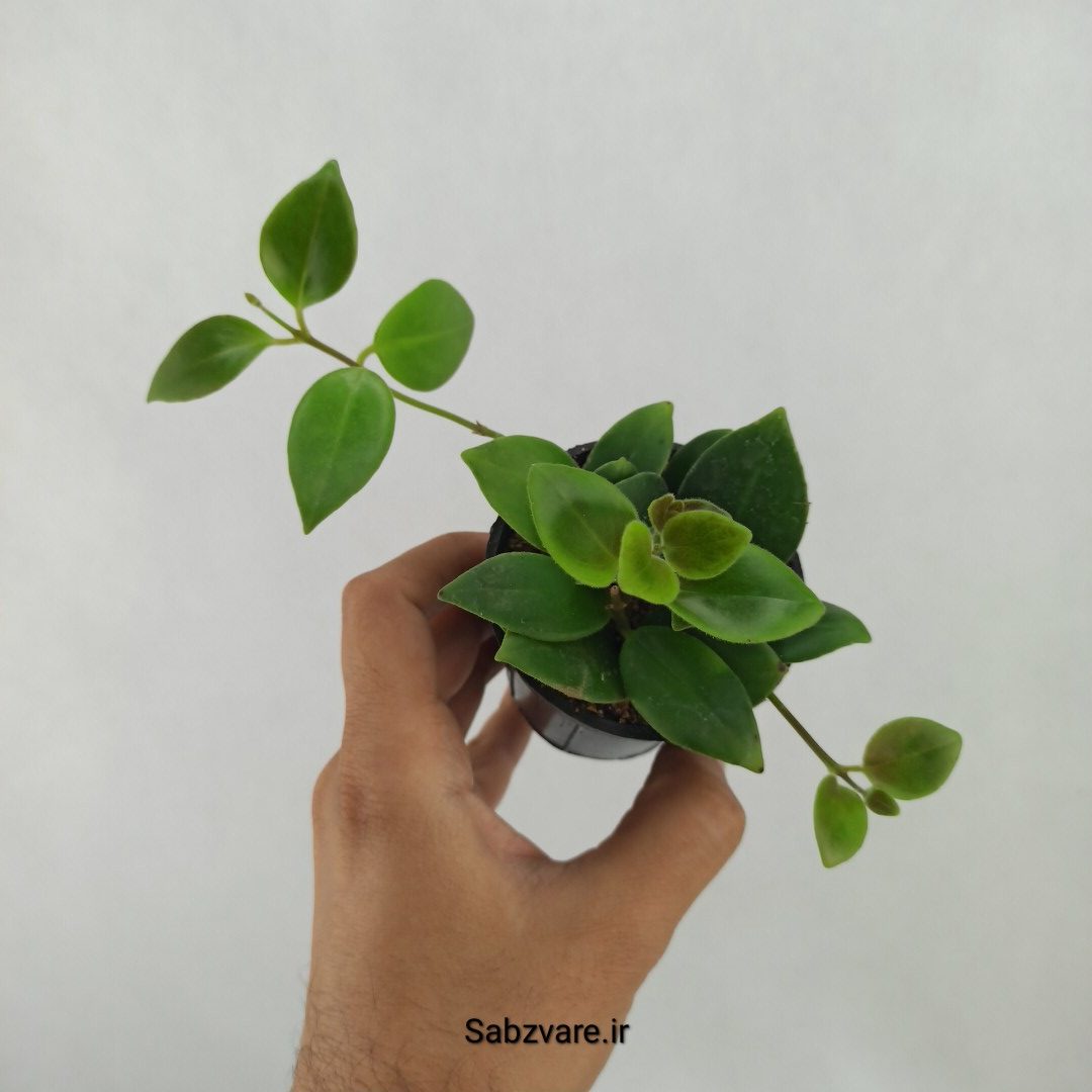 آشیانتوس رژ لبی سبز (G24882)