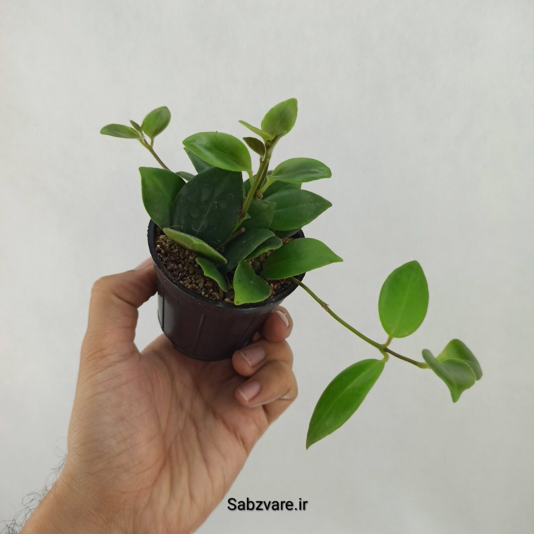 آشیانتوس رژ لبی سبز (G24882) - Image 2