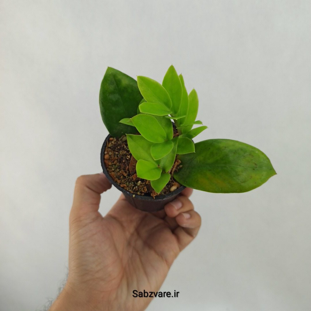 زامیفولیا سبز (چند بوته) (J24964)