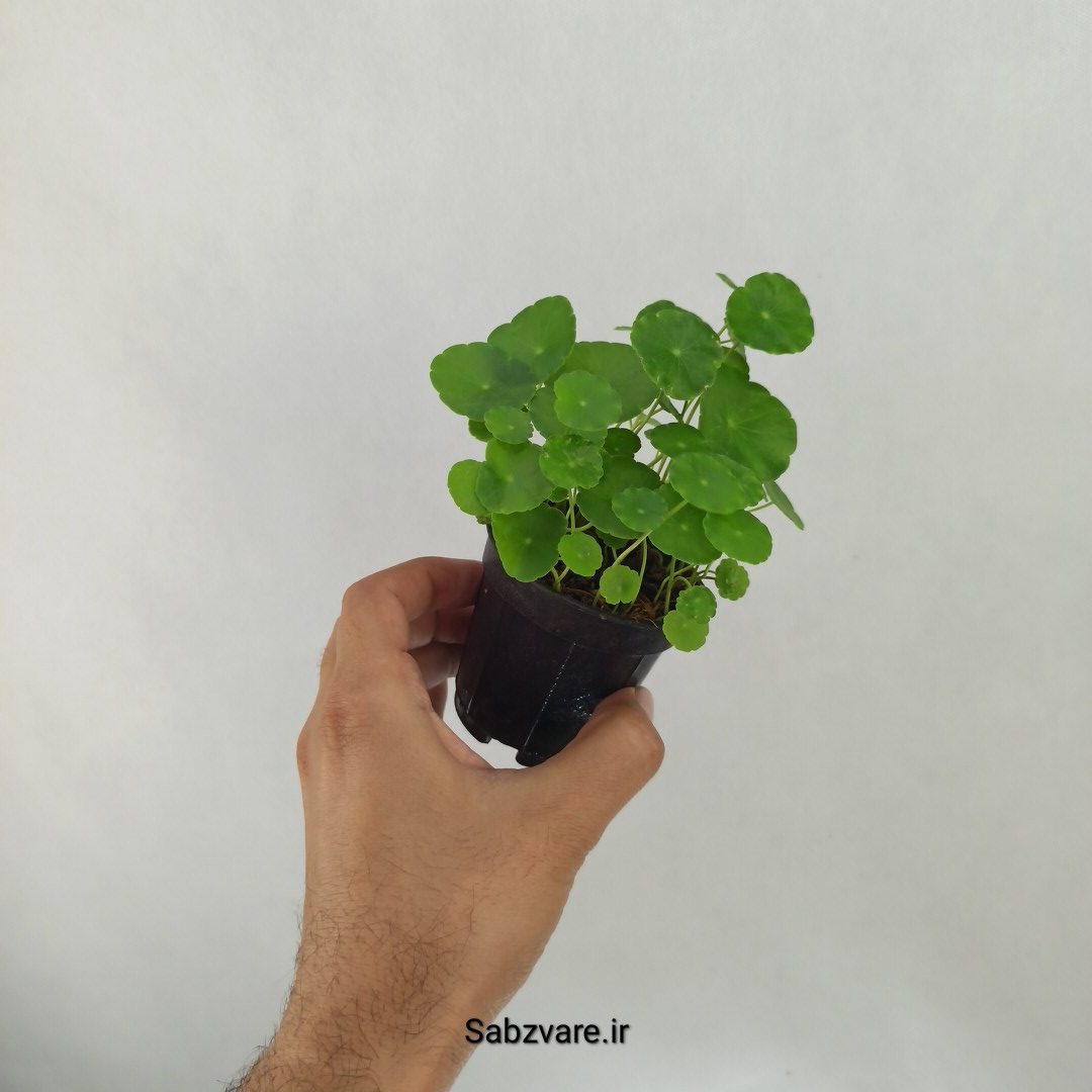 هیدروکوتیل ورتیسیلاتا (J24959) - Image 2
