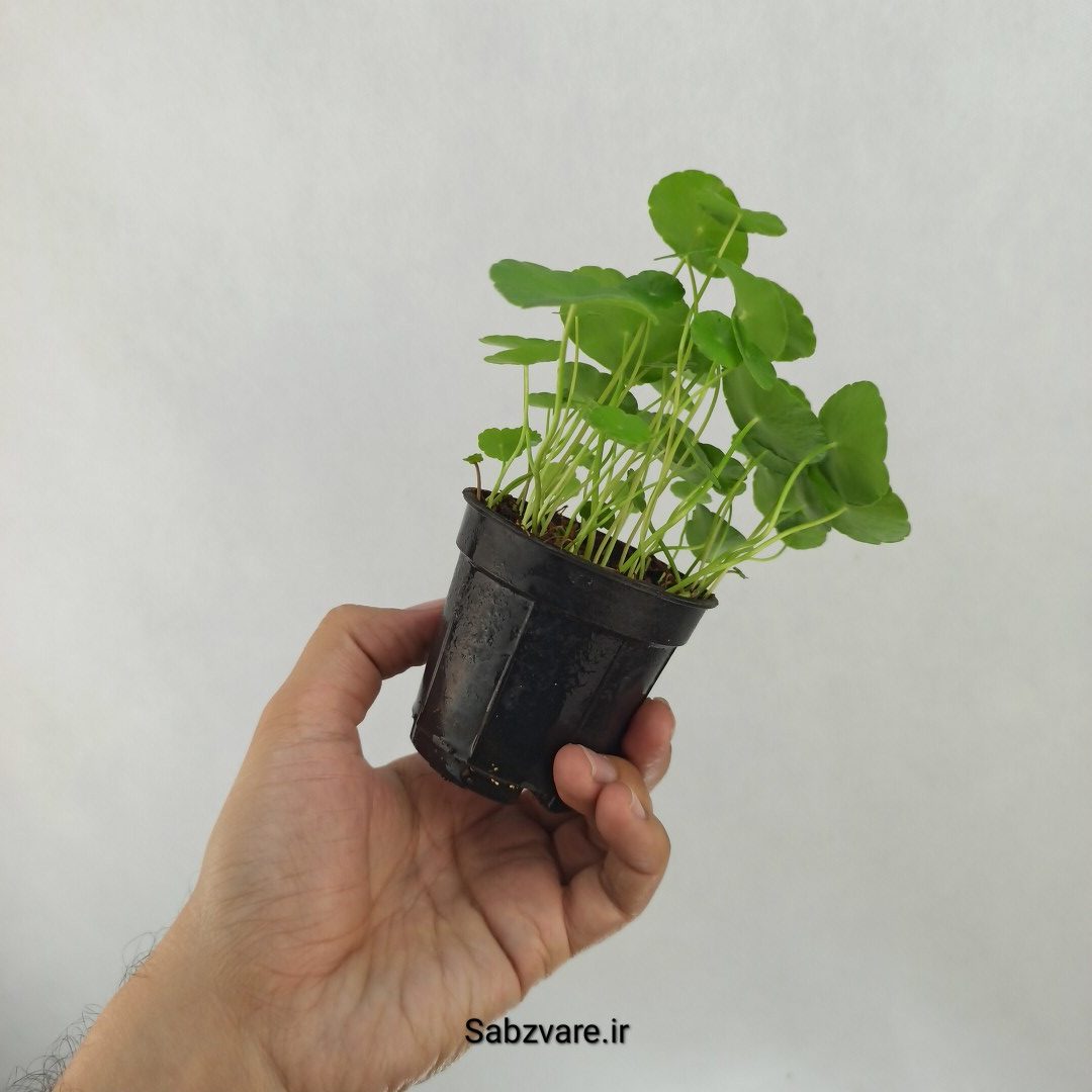 هیدروکوتیل ورتیسیلاتا (J24959) - Image 3