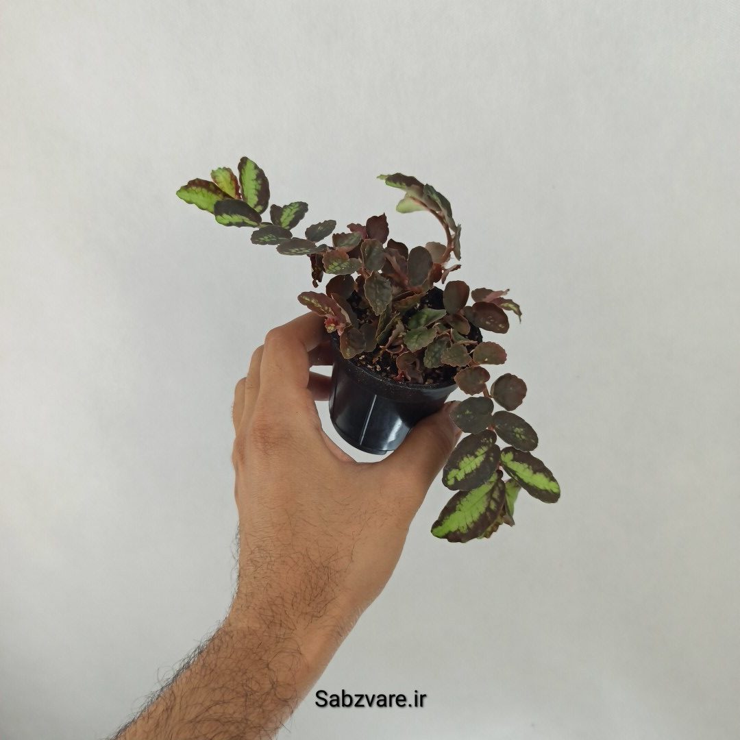 پلیونیا (J24956) - Image 2