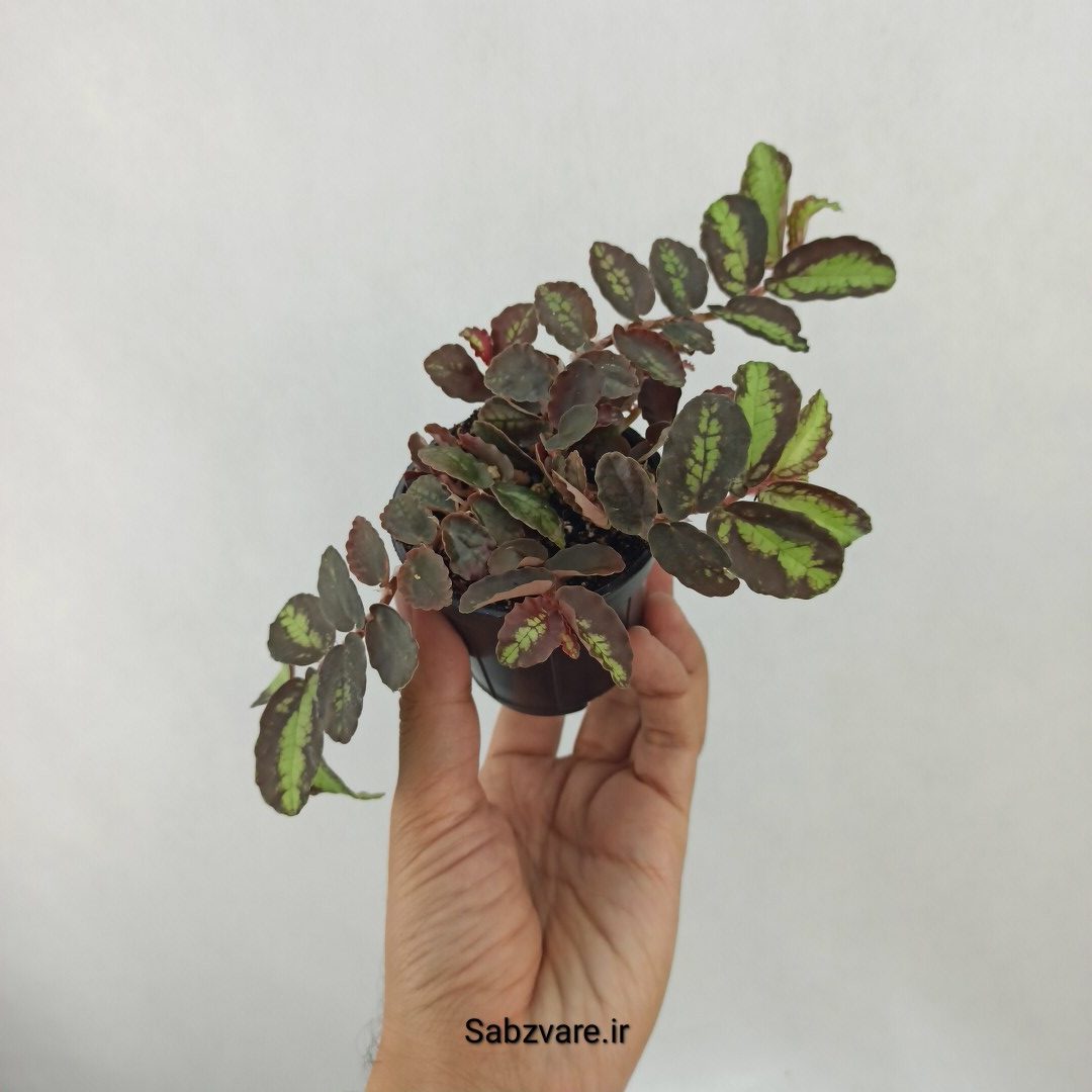 پلیونیا (J24956) - Image 3