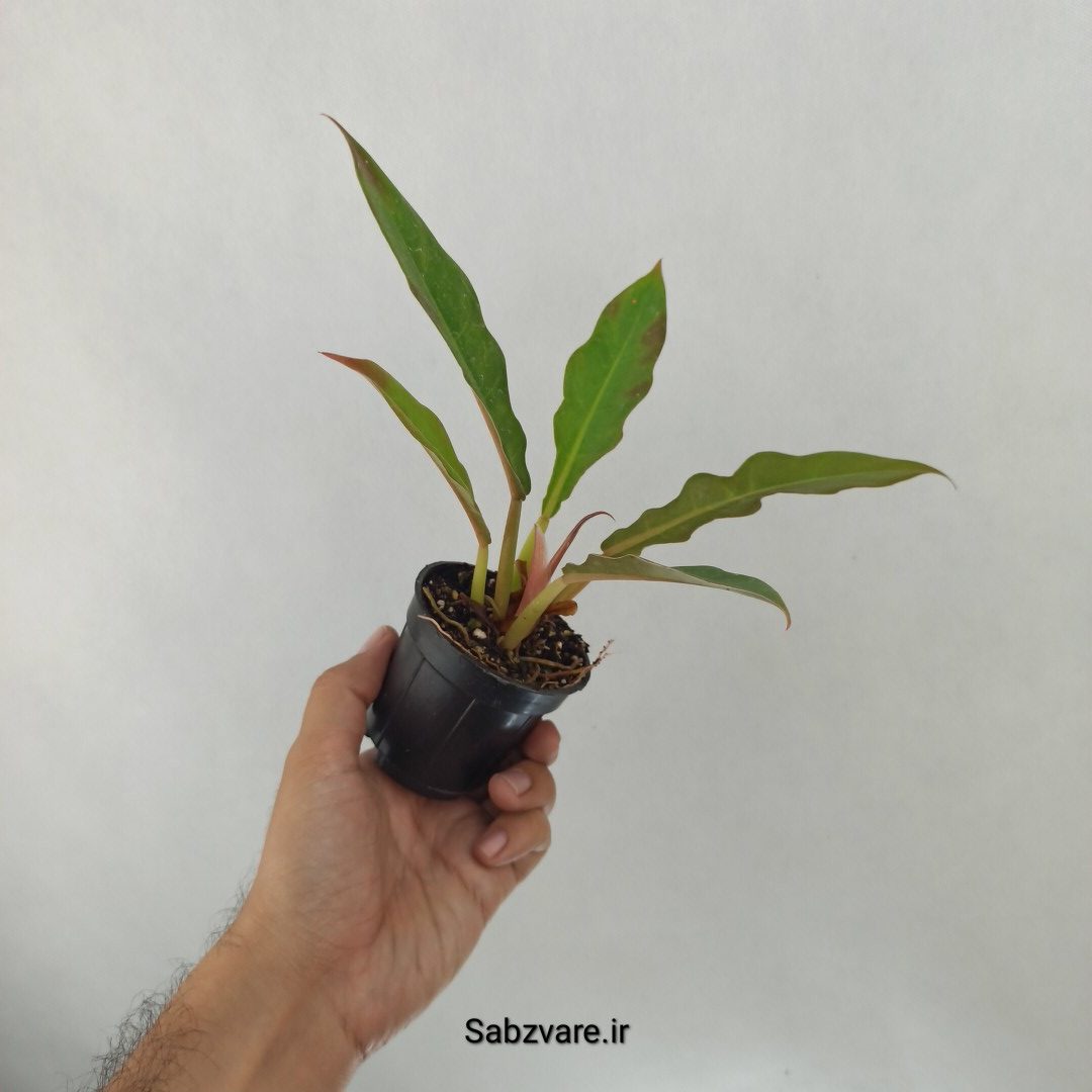فیلودندرون کنگره سبز (J24955) - Image 2