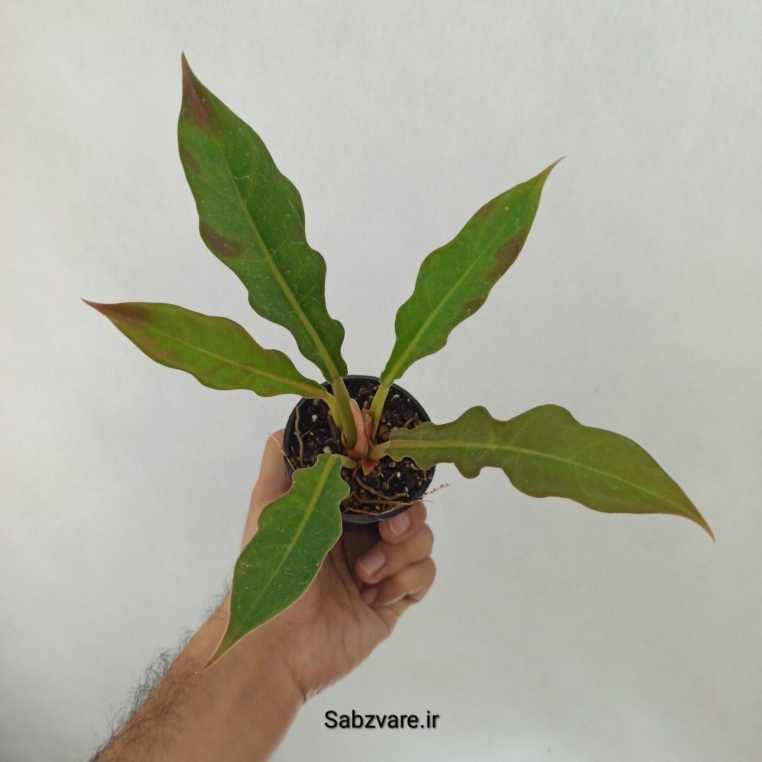 فیلودندرون کنگره سبز (J24955)