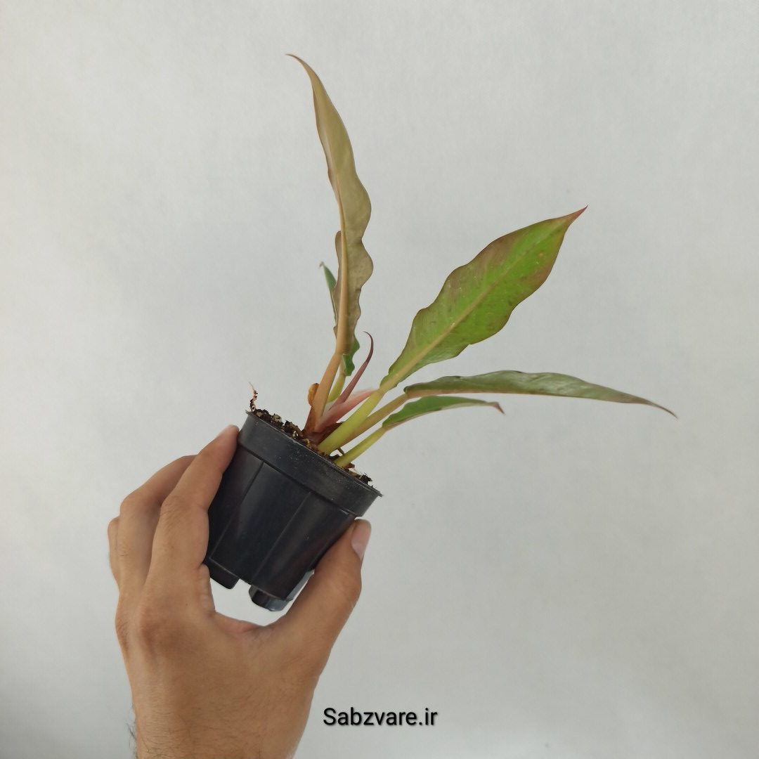 فیلودندرون کنگره سبز (J24955) - Image 3