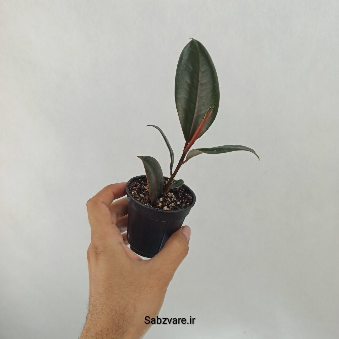 فیکوس سوپر بلک (J24952) - Image 2