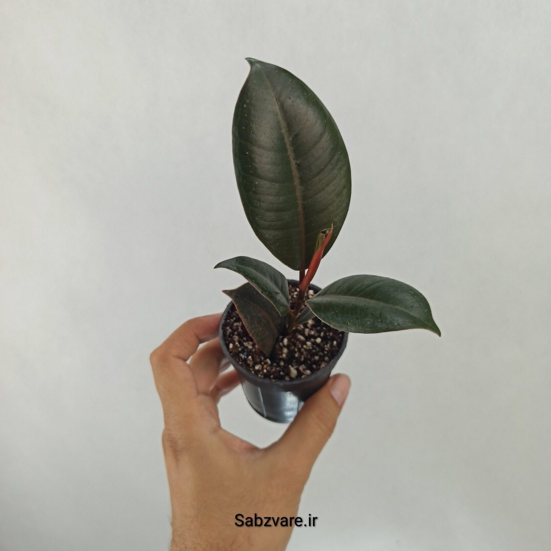 فیکوس سوپر بلک (J24952)