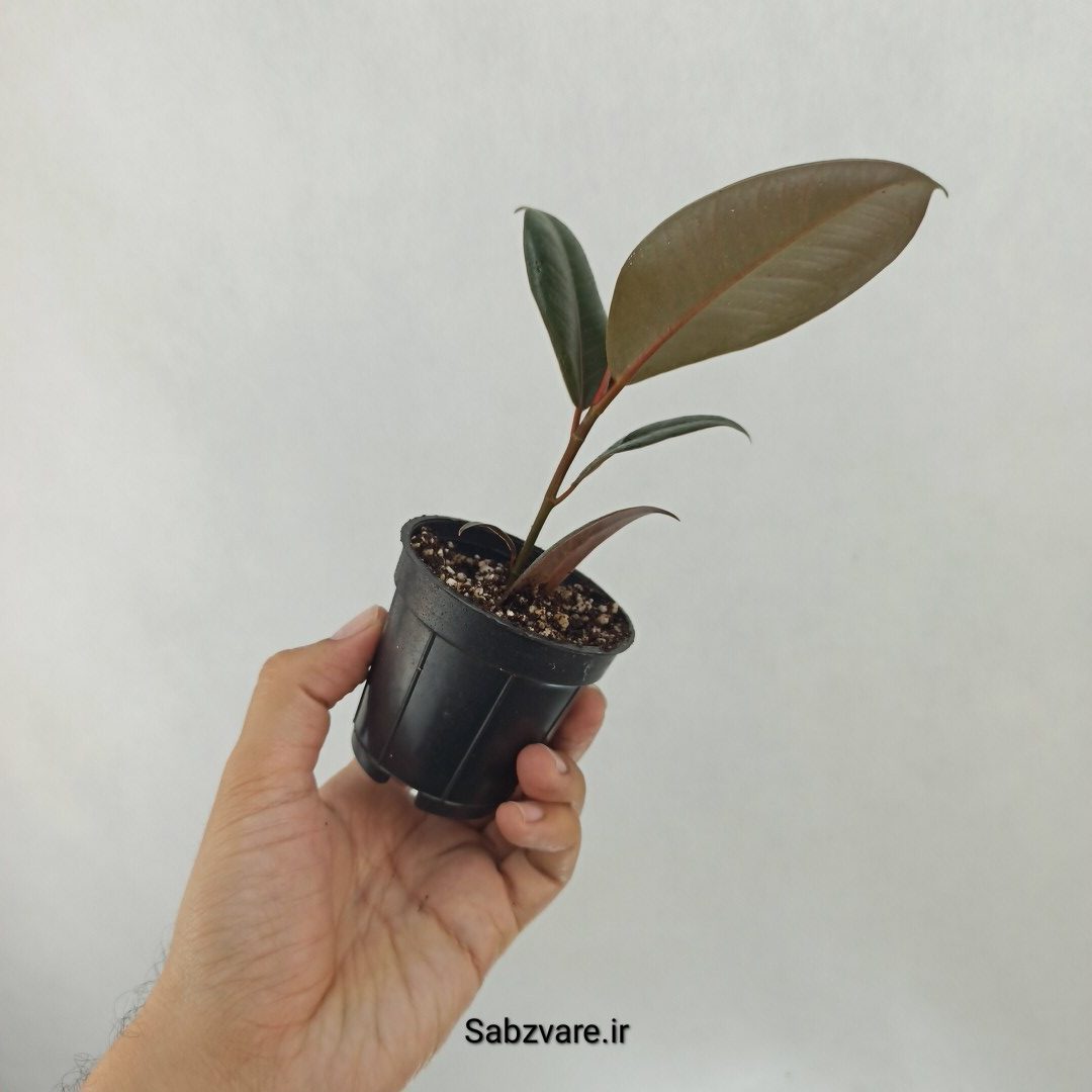 فیکوس سوپر بلک (J24952) - Image 3