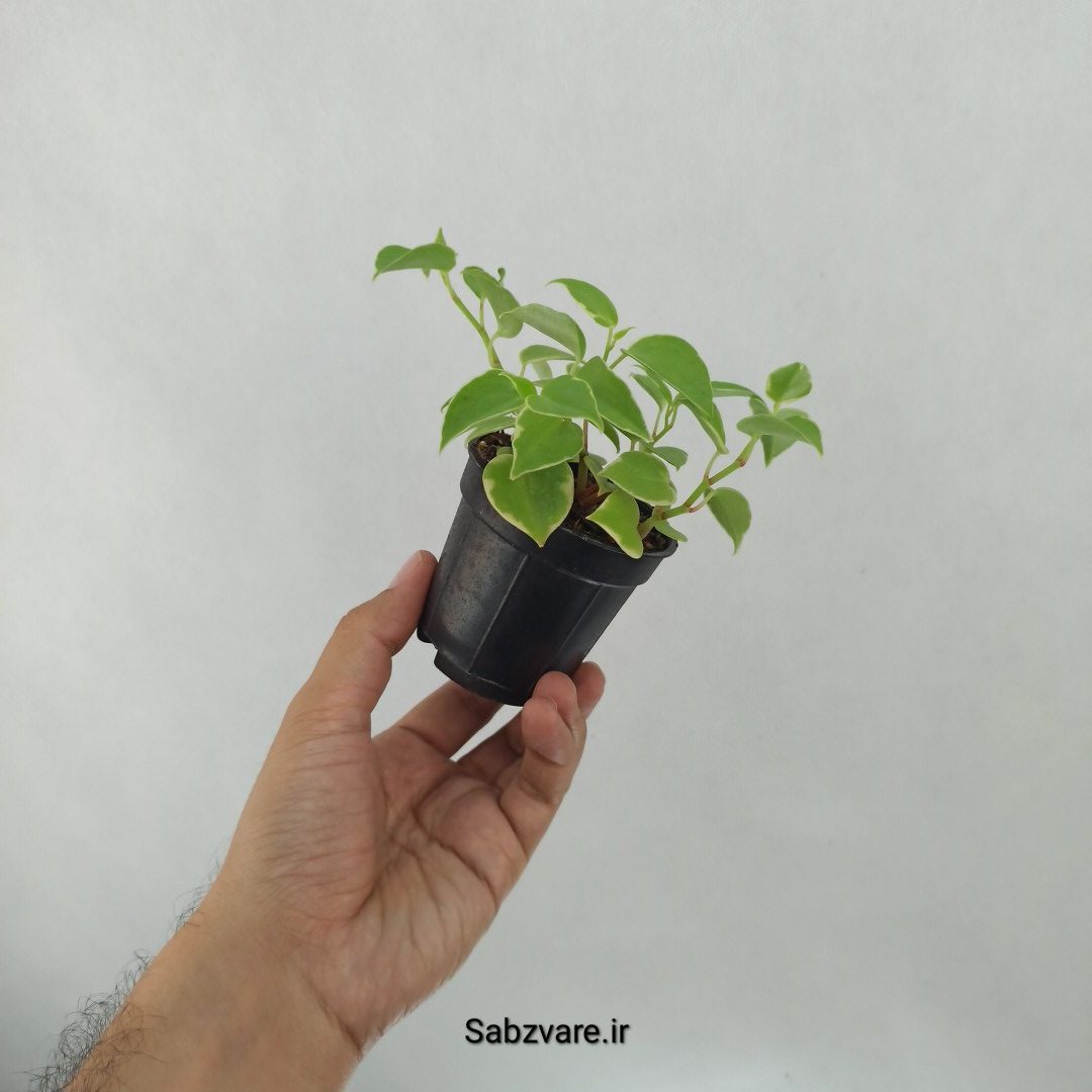 پپرومیا اسکاندنس (J24951) - Image 3