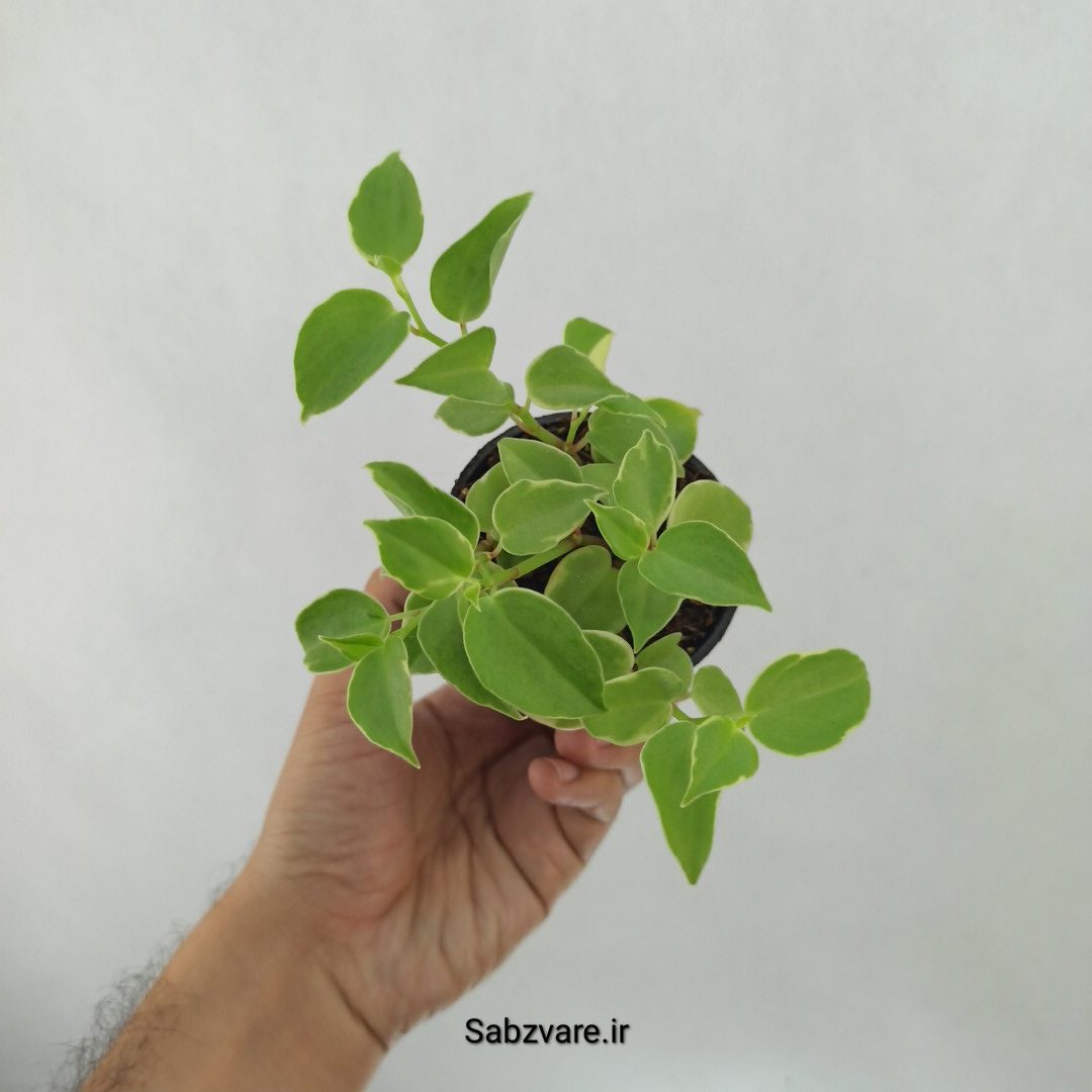 پپرومیا اسکاندنس (J24951)