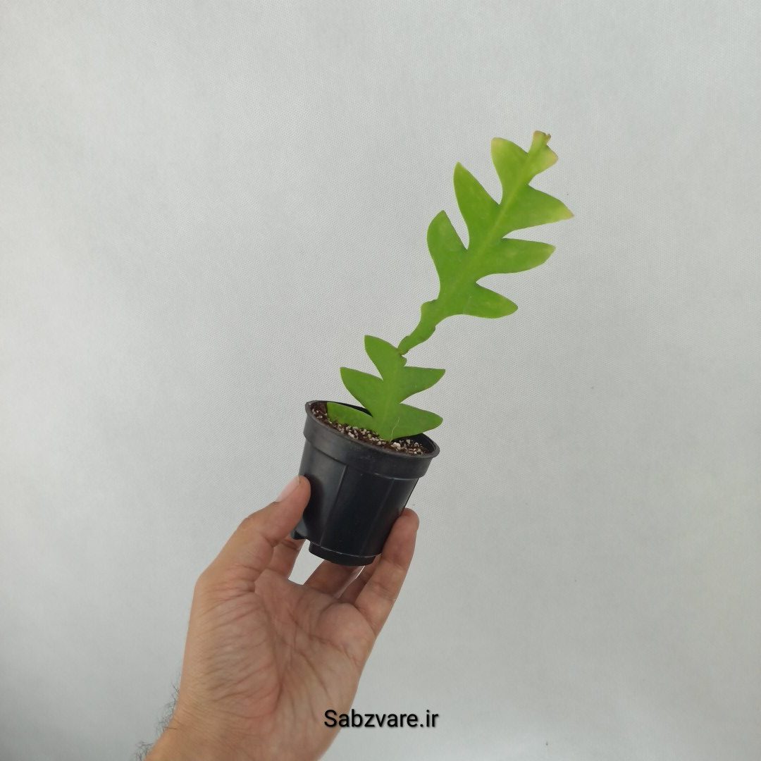 اپیفیلوم برگ سرخسی (J24950) - Image 3