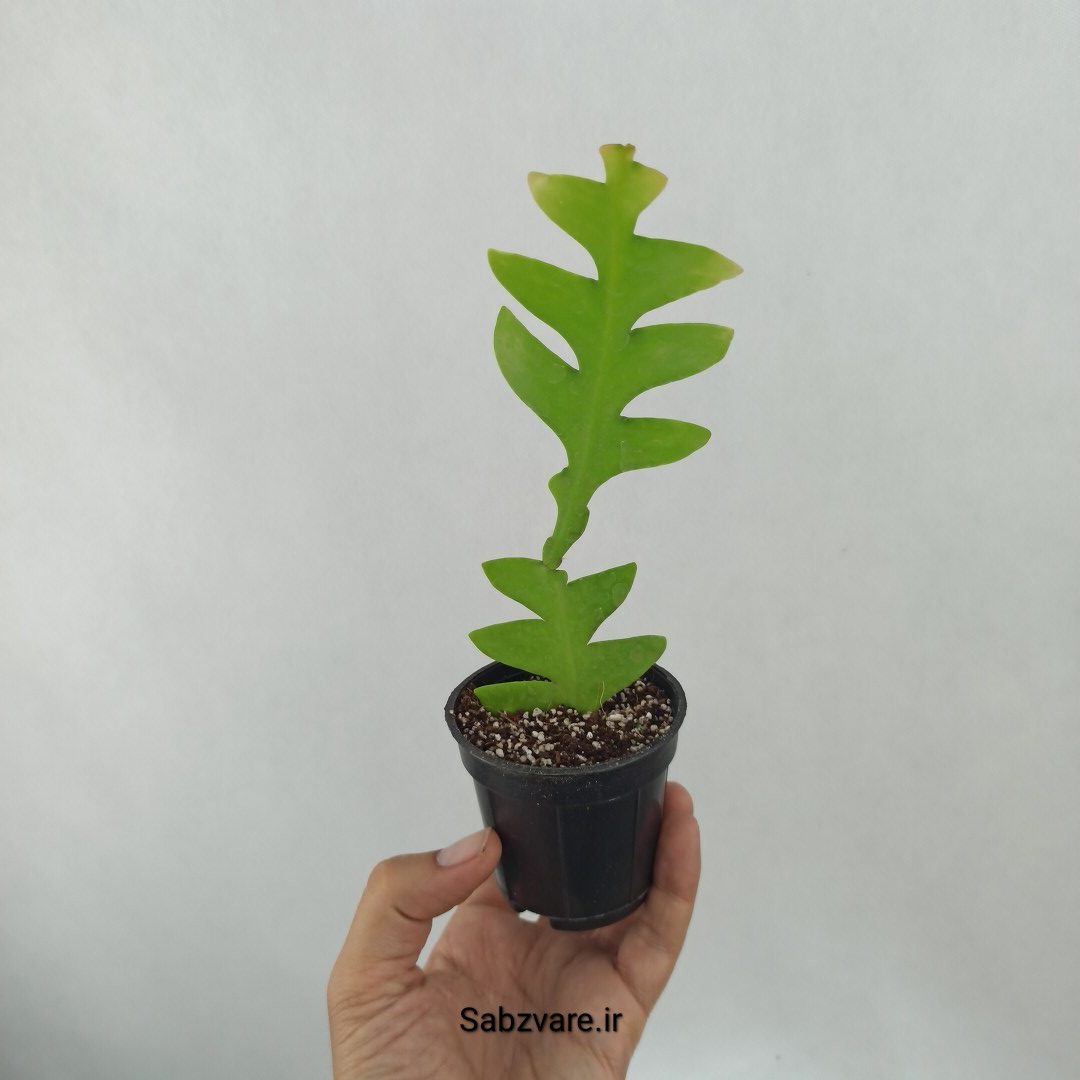 اپیفیلوم برگ سرخسی (J24950)