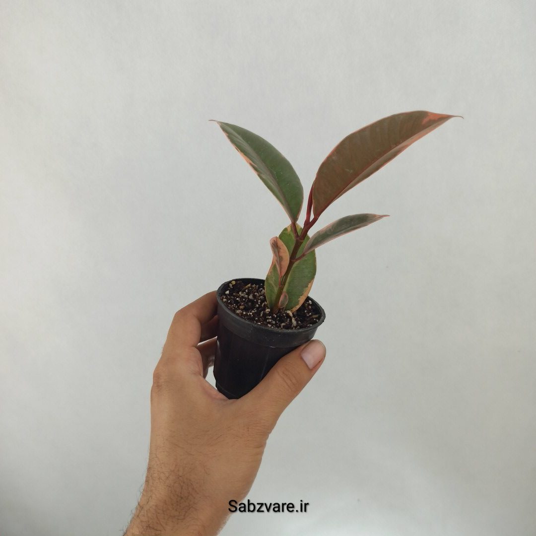 فیکوس شرابی (J24945) - Image 3