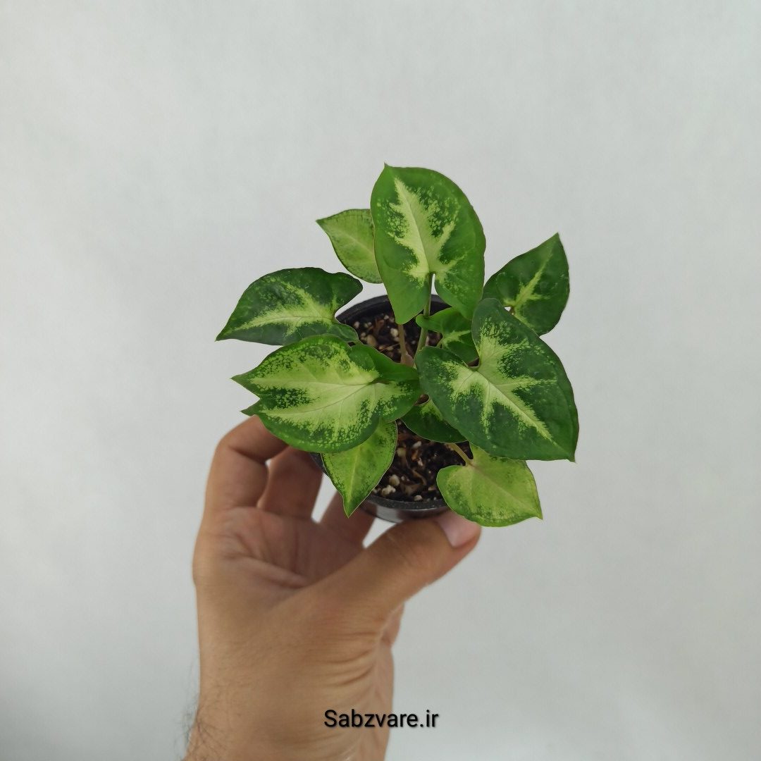 سینگونیوم مینیاتوری (۲بوته) (I24933)
