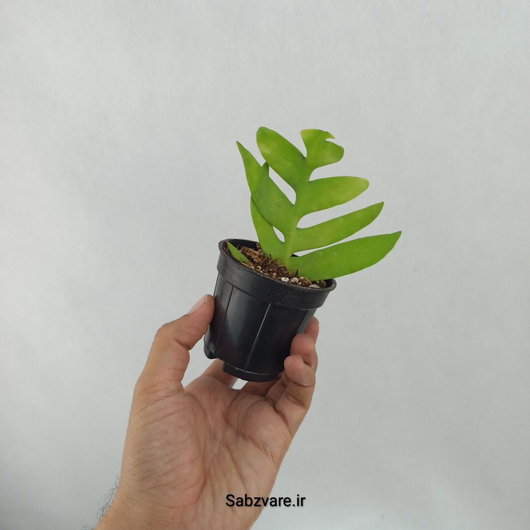 اپیفیلوم برگ سرخسی (I24929) - Image 3