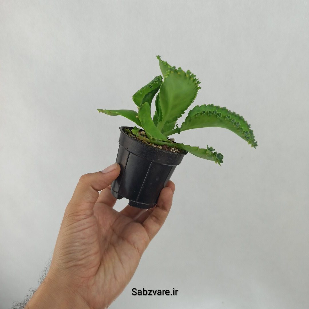 اشک تمساح (I24927) - Image 3