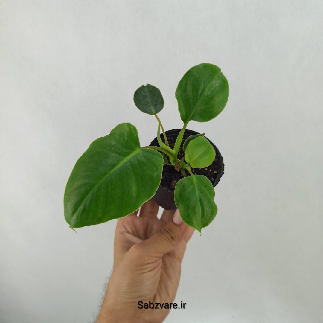 فیلودندرون برل مارکس (I24926)
