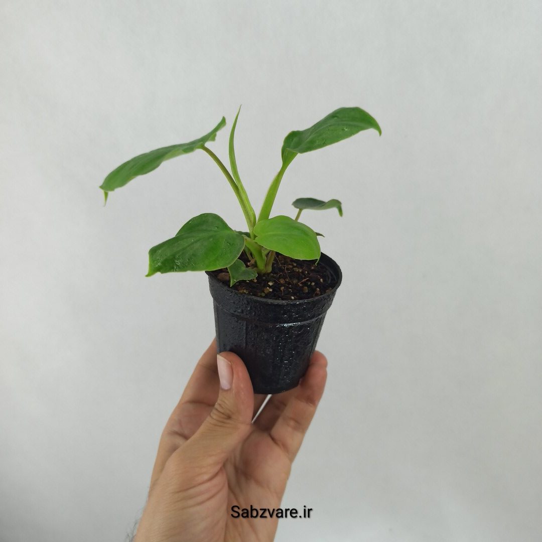 فیلودندرون برل مارکس (I24926) - Image 3