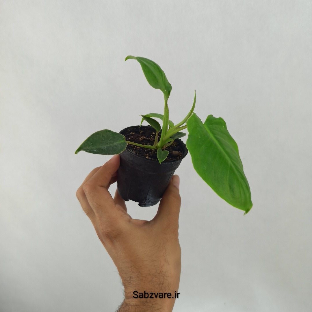 فیلودندرون برل مارکس (I24926) - Image 2