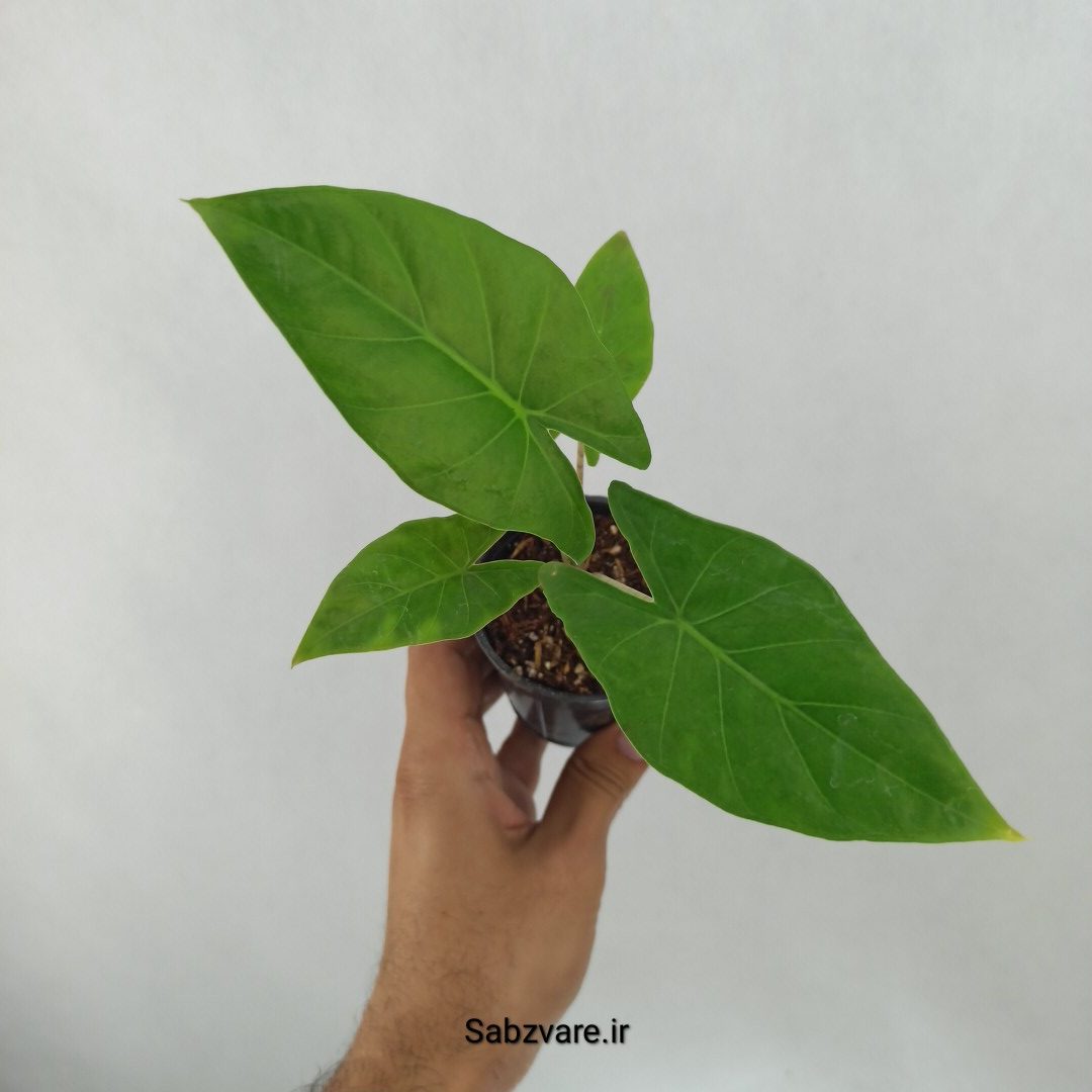 بابا آدم تنه قرمز (I24924)