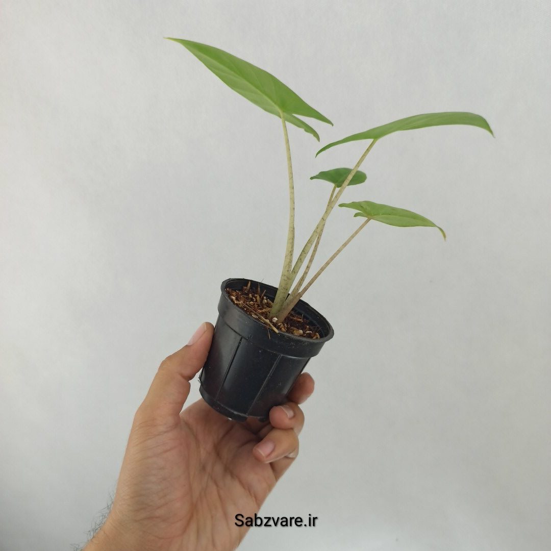 بابا آدم تنه قرمز (I24924) - Image 3