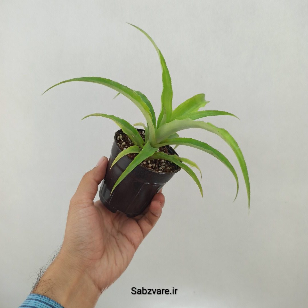 آناناس رقم خوراکی MD2 (K24972) - Image 2