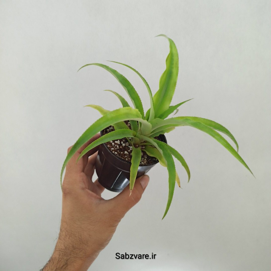 آناناس رقم خوراکی MD2 (K24972) - Image 3